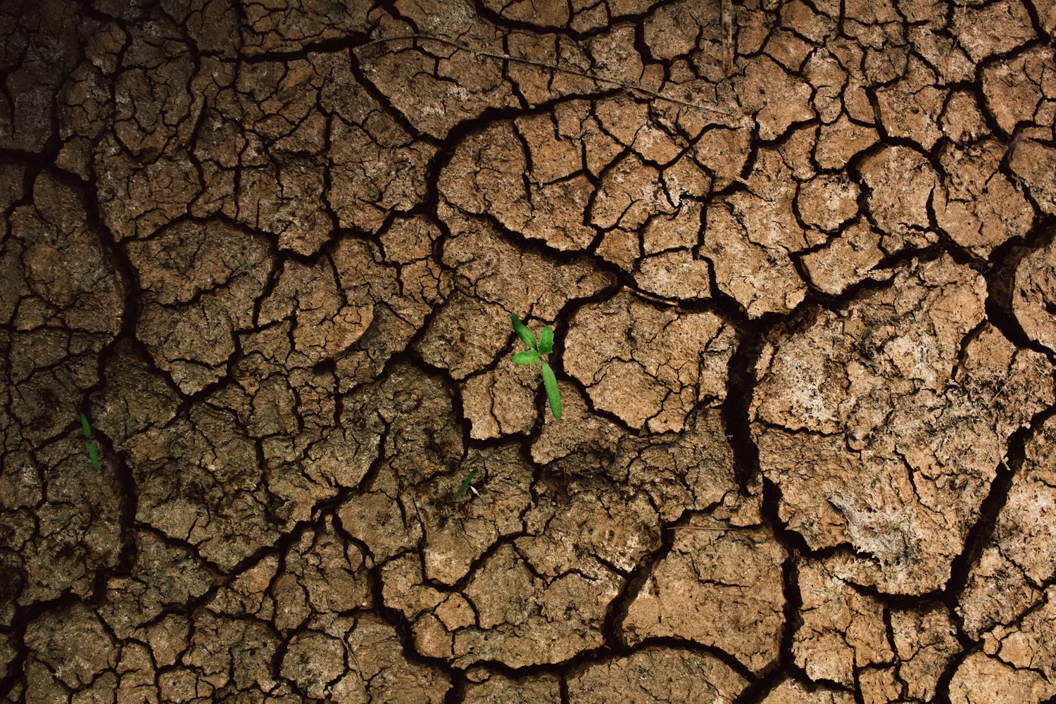 Imagen destacada: Día Mundial de Lucha contra la Desertificación y la Sequía: Un llamado a la Conciencia Verde