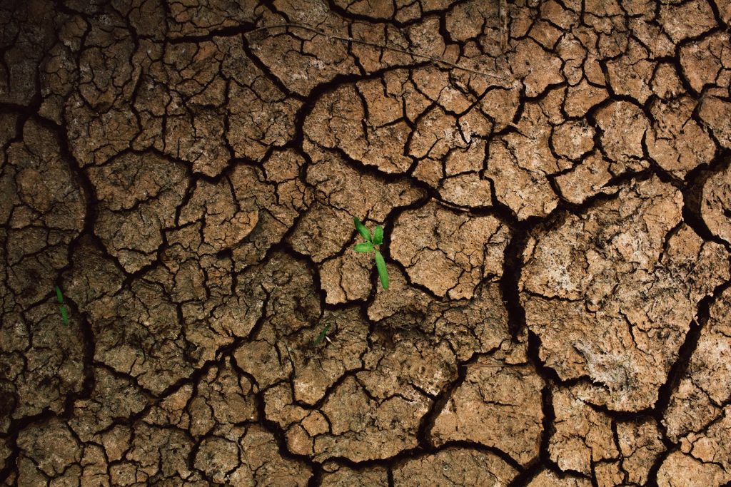 Día Mundial de Lucha contra la Desertificación y la Sequía: Un llamado a la Conciencia Verde